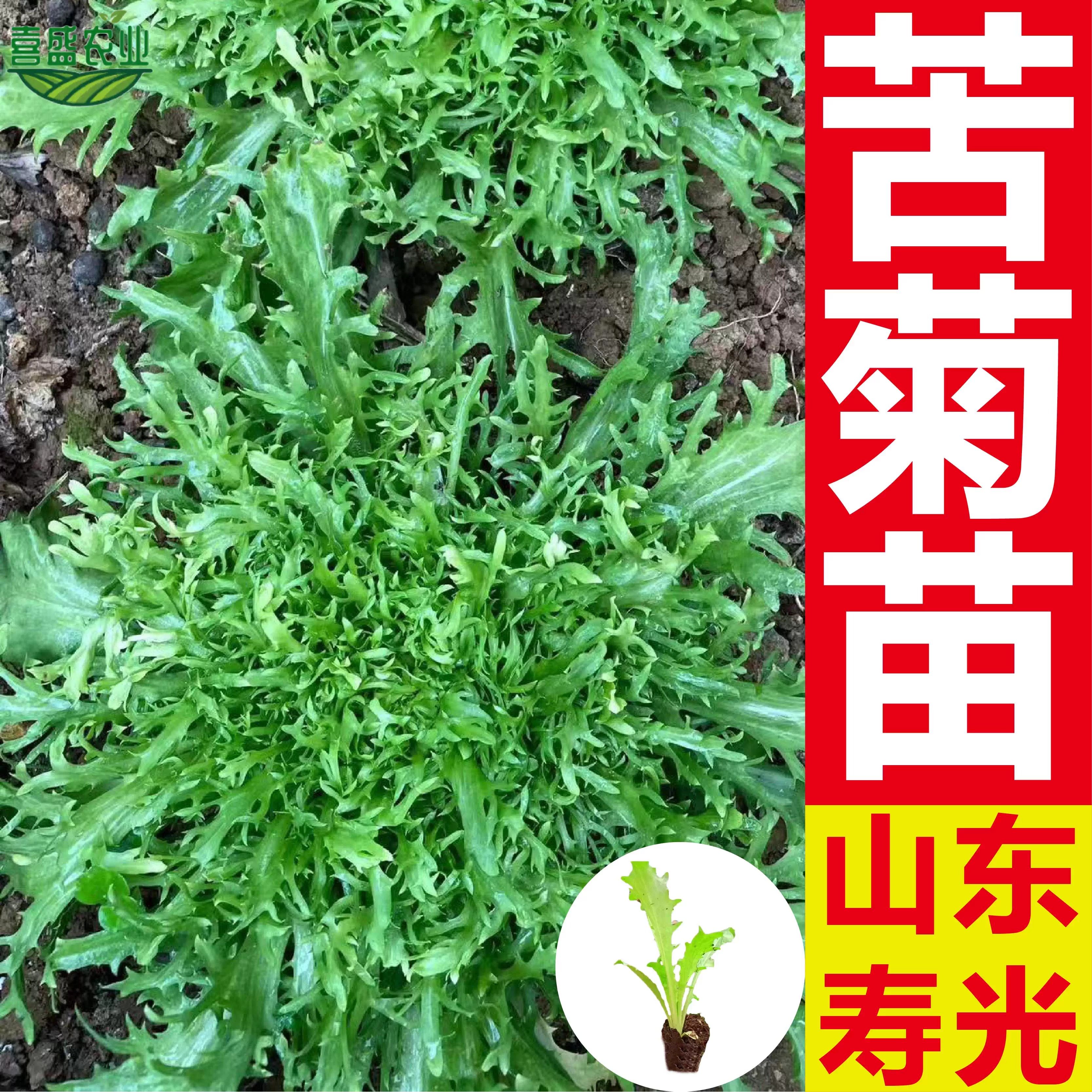 寿光苦菊苗种子四季播种蔬菜种籽