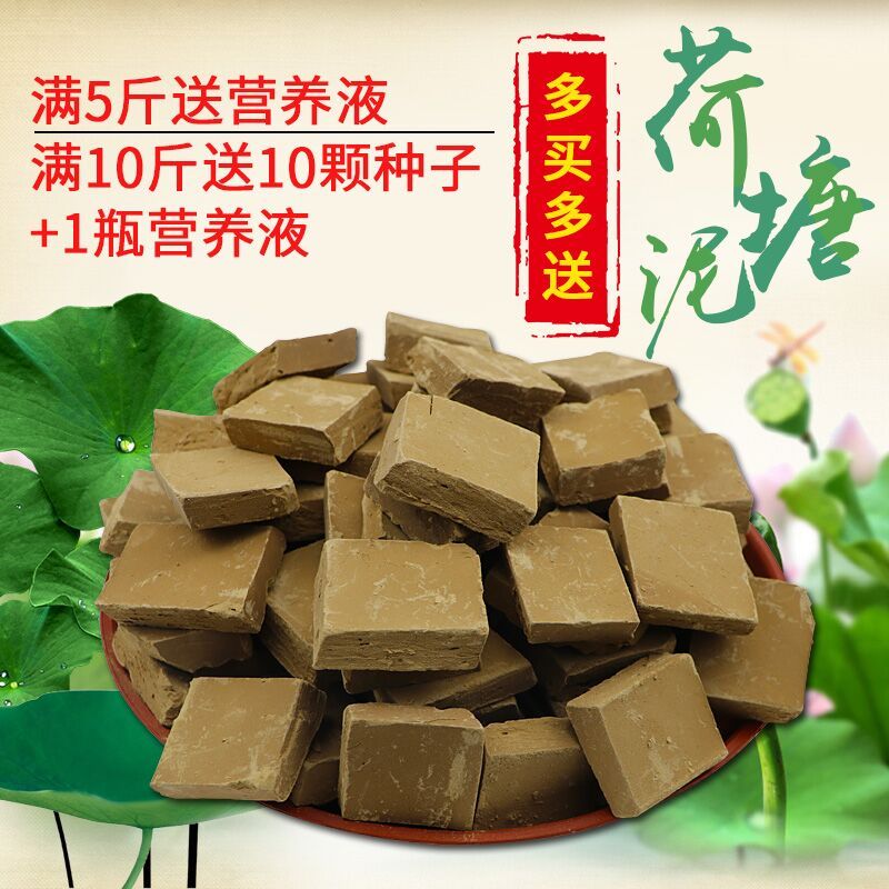 现货速发荷塘泥纯正河塘泥淤泥塘泥碗莲睡莲水生花卉营养泥营养土