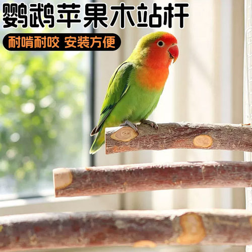 鹦鹉苹果木站杆磨牙棒虎皮牡丹