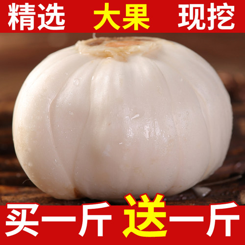兰州百合食用能量助农新鲜