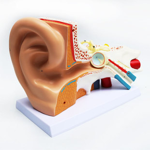 人体耳朵模型内耳迷路耳鼻喉科听觉系统器官模型人体解剖教学科学