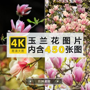 玉兰花图片红白色花朵唯美花卉植物摄影特写壁纸素材 4K高清图库