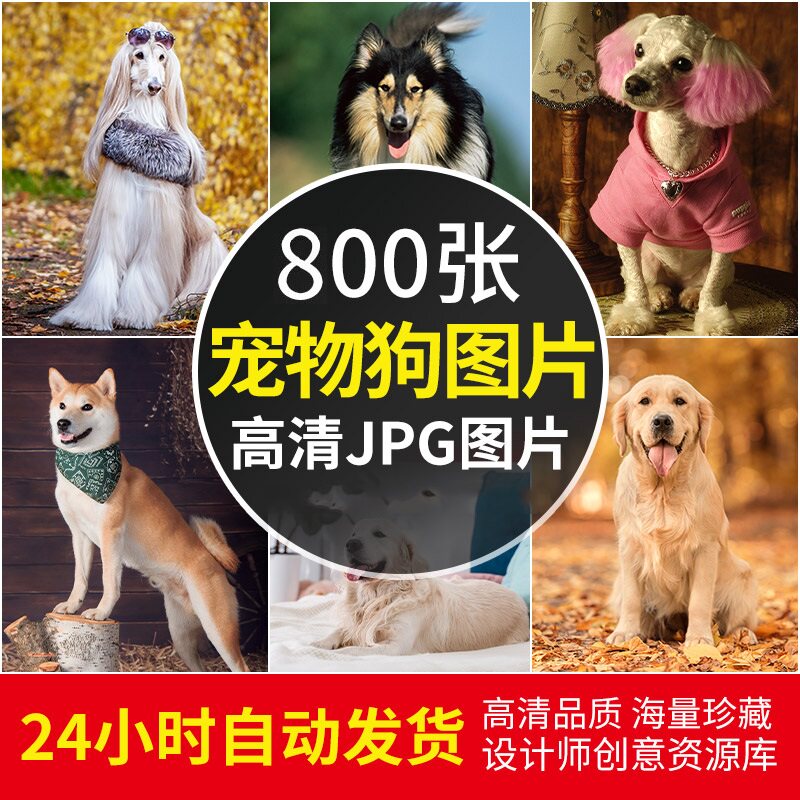 高清JPG素材宠物狗电子图片可爱萌宠名犬店海报金毛柯基幼崽摄影