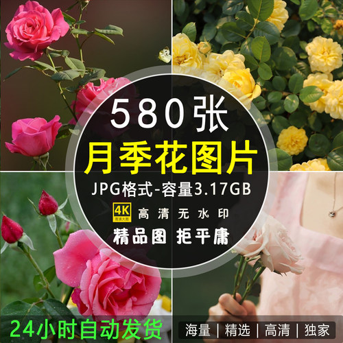 高清月季花玫瑰摄影特写照片 手机电脑4K壁纸背景图片ps设计素材