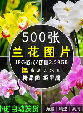 4K高清兰花图片 粉红黄紫色唯美花卉花朵摄影背景壁纸ps素材图集