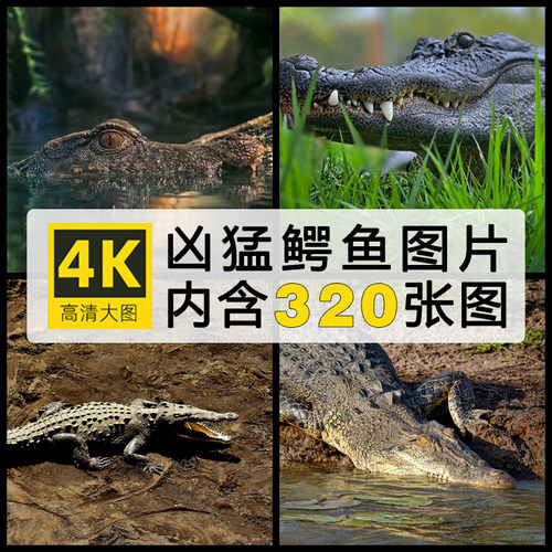 鳄鱼凶猛自然爬行动物摄影大图4K高清电脑图片壁纸ps海报插画素材
