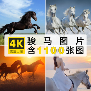 骏马白马黑马摄影集图片壁纸素材绘画美术动物形态高清电子版参考