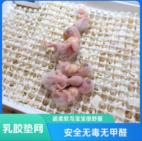 鹦鹉垫网超软乳胶防滑垫