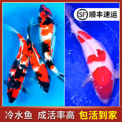 锦鲤观赏鱼淡水冷水鱼好养耐活鱼