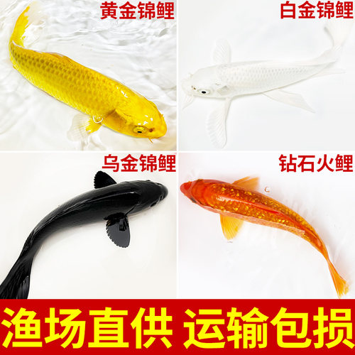 黑金龙凤锦鲤乌金白金观赏鱼
