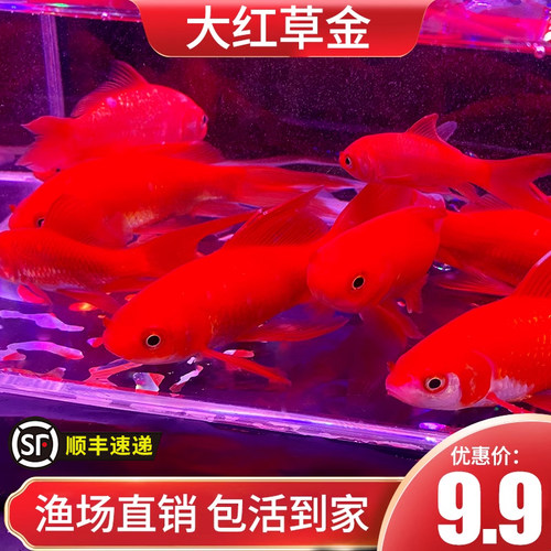 红草长尾活体锦鲫锦鲤活鱼观赏鱼