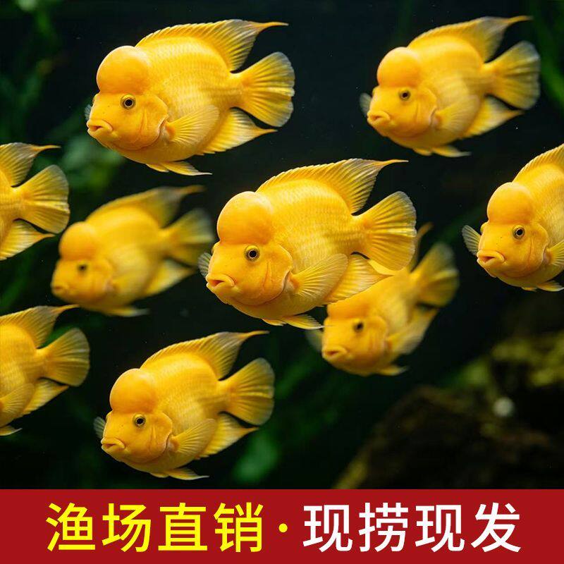 血红鹦鹉鱼招财鱼淡水观赏鱼元宝财神中大型热带鱼黄鹦鹉鱼苗活