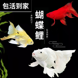 高品质蝴蝶鲤短身球体观赏鱼锦鲤鱼苗大尾白色冷水鱼好养耐活淡水