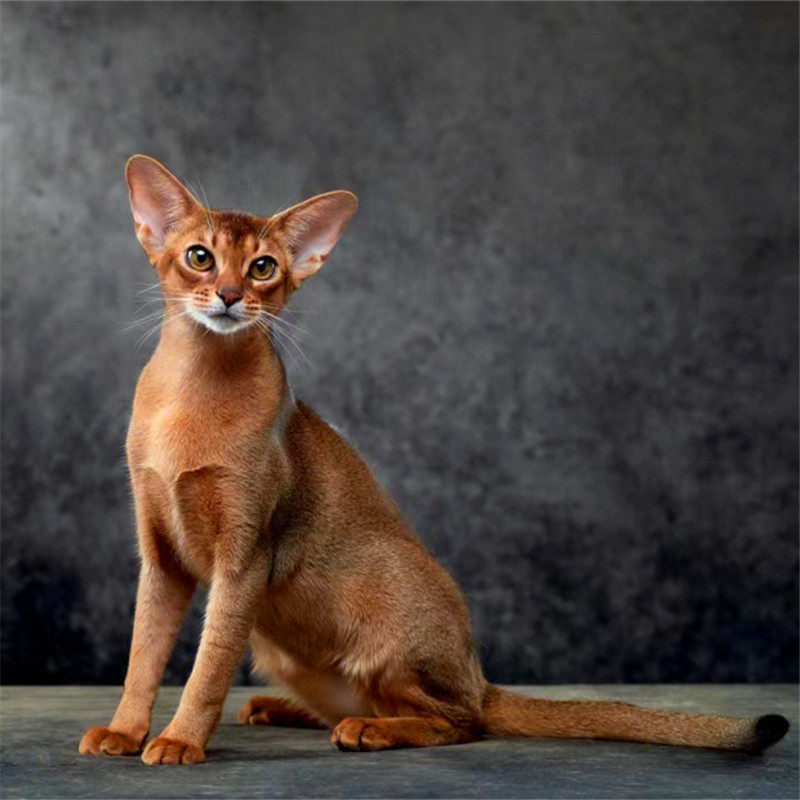 阿比西尼亚宠物猫幼猫纯种血统活体埃及法老猫活物原始色广州猫舍