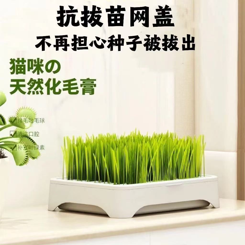 水培小麦种子育苗即食猫草猫咪排毛水培自种无土水培小麦天然健康