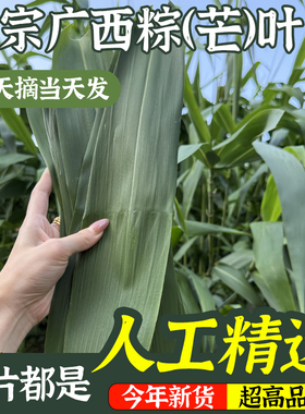 【现摘广西粽叶】新鲜米粽箬竹叶柊叶芦苇叶端午节包粽子非芦苇叶