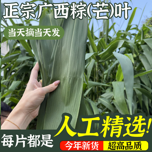 广西正宗野山粽叶100片装