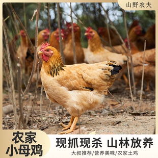 山野农夫小母鸡山林放养母鸡喂食稻谷蔬菜散养甄选农家河田小母鸡