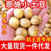 湖北恩施土豆新鲜高山黄心小土豆农家自种马铃薯硬币迷你小土豆