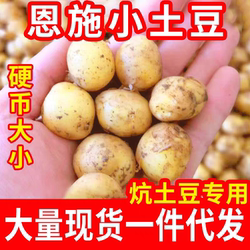 湖北恩施土豆新鲜高山黄心小土豆农家自种马铃薯硬币迷你小土豆