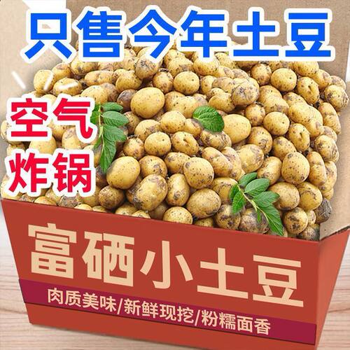 【硬币-珍珠大小】恩施高山黄心土豆农家自种马铃薯粉糯迷你土豆
