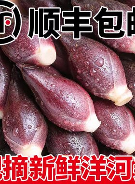 阳荷新鲜洋荷姜现挖现发当季蔬菜野生洋火阳霍野阳胡嫩姜冷链速发