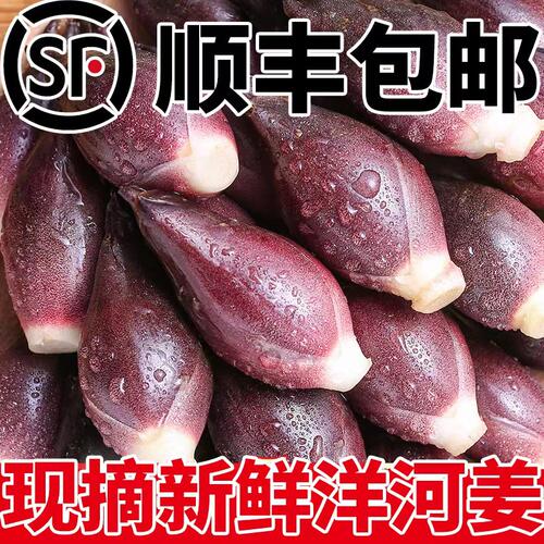 当季采摘阳荷姜蔬菜新鲜农家菜