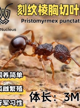 刻纹棱胸切叶蚁孤雌繁殖活体宠物蚂蚁科普教育