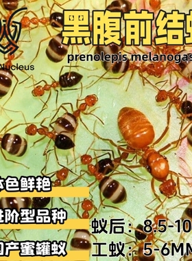 黑腹前结蚁Prenolepis melanogaster奶牛蚁活体宠物蚂蚁科普教育
