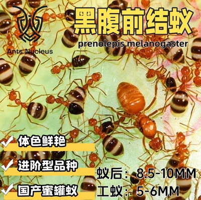 黑腹前结蚁Prenolepis melanogaster奶牛蚁活体宠物蚂蚁科普教育