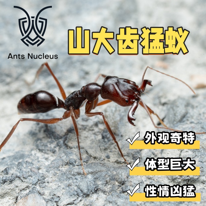 山大齿猛蚁大型活体凶猛宠物蚂蚁高湿度科普教育