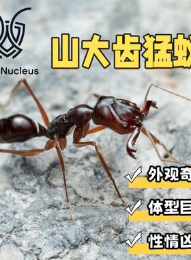 山大齿猛蚁大型活体凶猛宠物蚂蚁高湿度科普教育