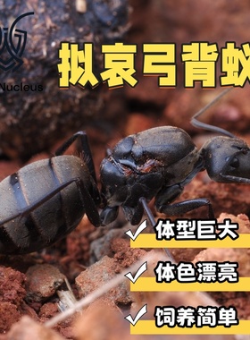 拟哀弓背蚁Camponotus pseudolendus活体宠物蚂蚁大型蚂蚁