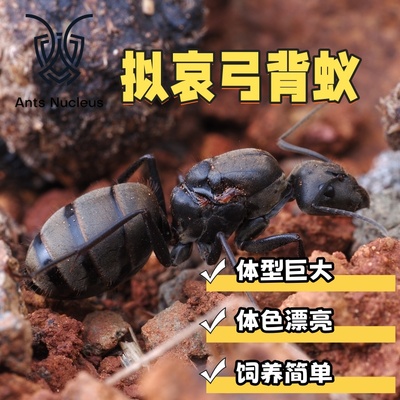 拟哀弓背蚁Camponotus活体新后
