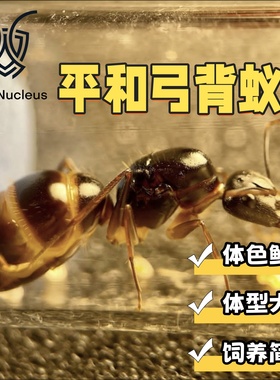 2025平和弓背蚁新后小群宠物蚂蚁体色鲜艳饲养简单适合新手