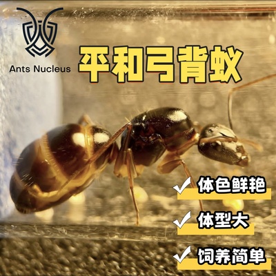 2025平和弓背蚁新后小群宠物蚂蚁体色鲜艳饲养简单适合新手