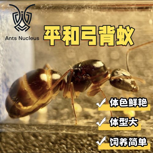 2025平和弓背蚁新后小群宠物蚂蚁体色鲜艳饲养简单适合新手