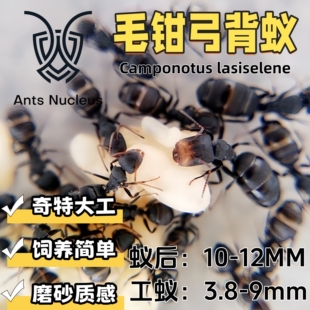 毛钳弓背蚁Camponotus lasiselene活体宠物蚂蚁科普教育