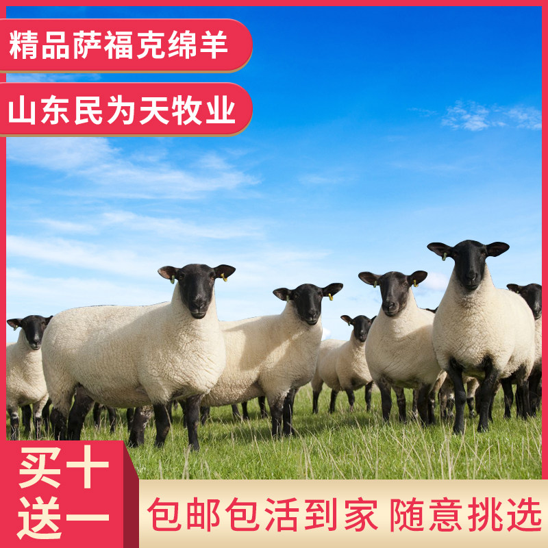 白萨福克绵羊,萨福克绵羊_大山谷图库