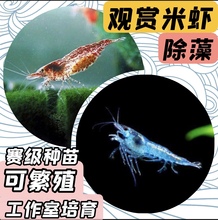 观赏虾樱花虾苗虾粮冷水除藻清洁活体极火虾淡水红水晶包邮耐黄金