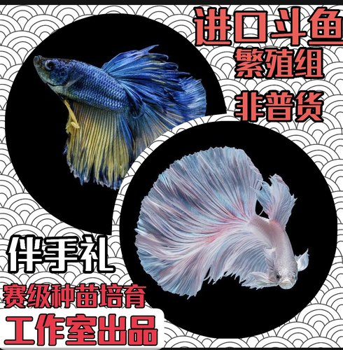 繁殖泰国斗鱼狮王母马尾半月好养