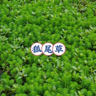 净水植物狐尾藻沼泽过滤水草藻水陆缸养鱼养龟鳖淡水净化水质水藻