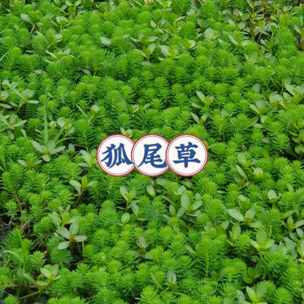 净水植物狐尾藻沼泽过滤水草藻水陆缸养鱼养龟鳖淡水净化水质水藻