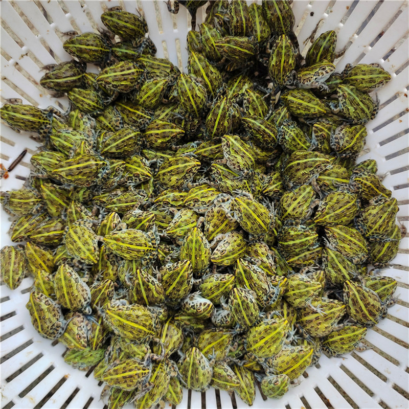 非牛苗非洲牛蛙巨型牛蛙宠物蛙角蛙爬宠非牛非钟角蛙树蛙角蛙苗子