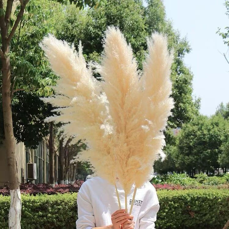北欧芦苇干花花束店铺金丝草橱窗装饰新品家居摆件软装复古自然