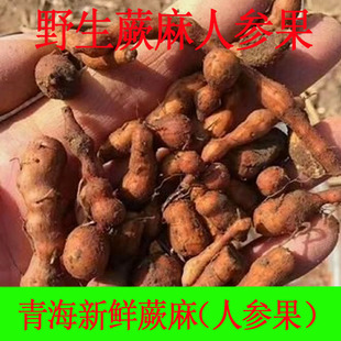 2026青海西藏新鲜野生人参果蕨麻高海拔熬汤煮米饭大颗粒自挖自销