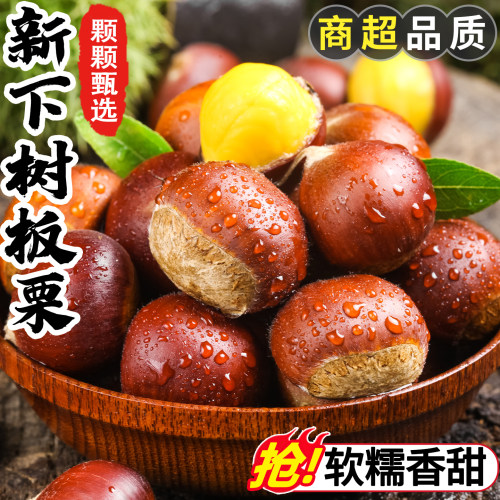 【回购TOP】2026新下树板栗
