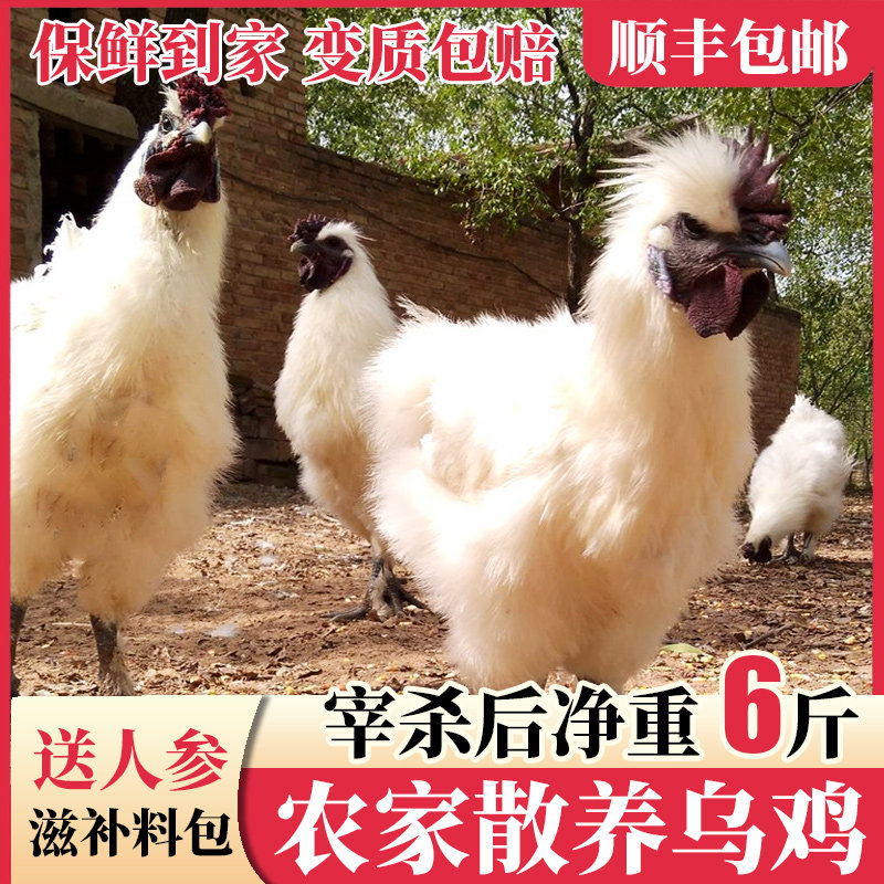 白凤乌鸡农家散养土鸡白羽乌骨鸡新鲜现杀冷冻走地鸡整只顺丰包邮