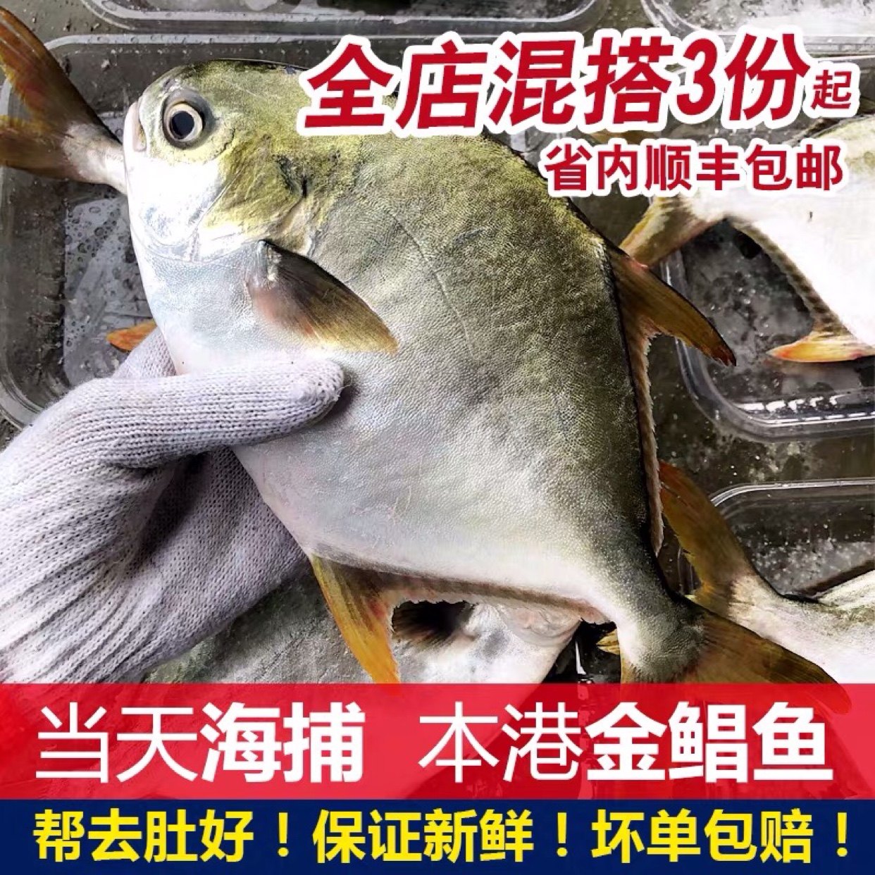 金昌鱼海捕深海新鲜鲜活冷冻海鲜水产整箱速冻大金鲳鱼1斤1条,水产肉类/新鲜蔬果/熟食,黄鱼,淘宝优惠券,粉丝福利购,淘宝优惠卷