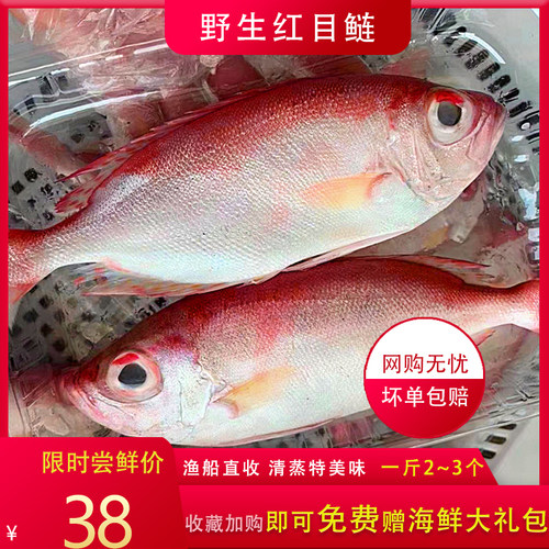 红目鲢红目鳞鱼海鱼大眼鸡新鲜海鲜鲜活水产海捕大眼鱼500g